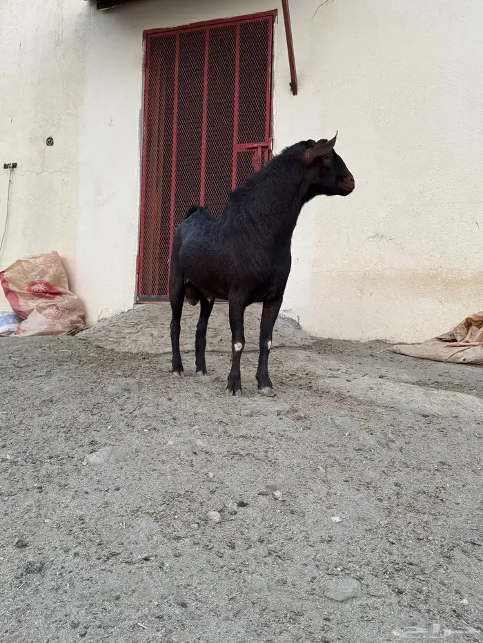 تيس فحل رباع مشروط شرط 3