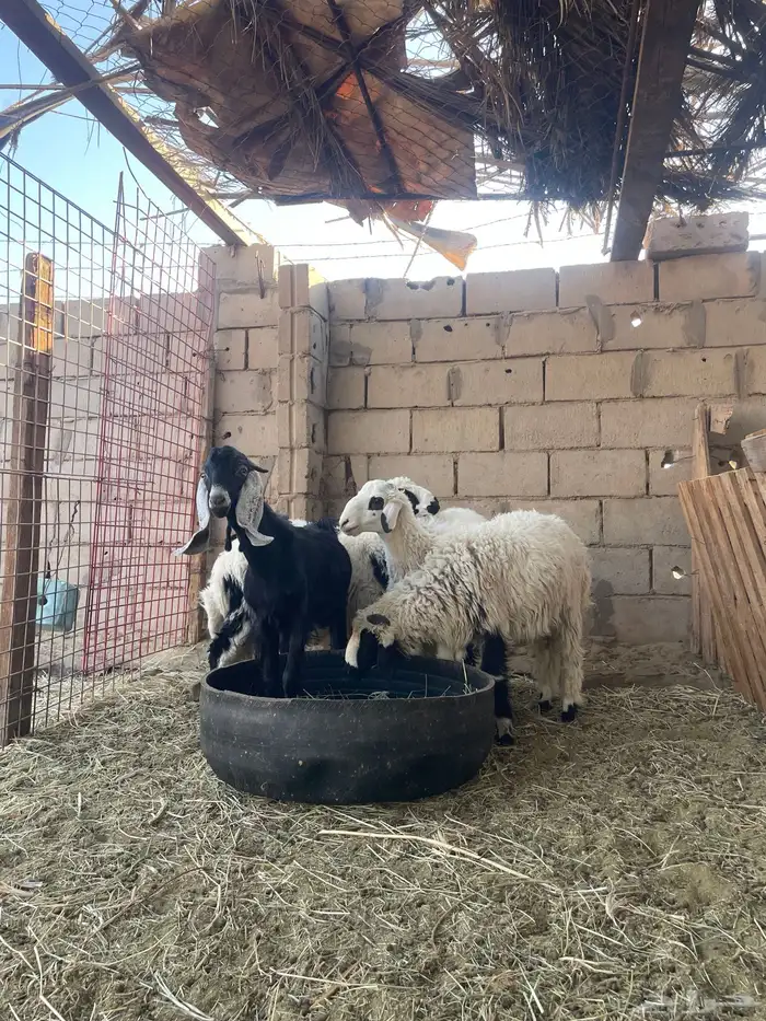 خرفان طيبات 4