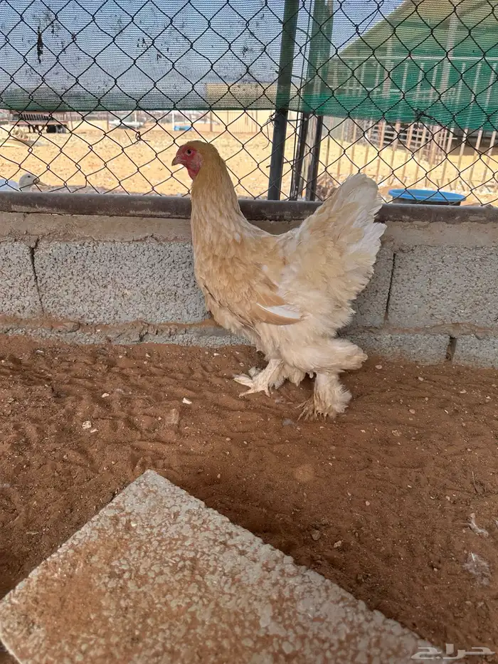 جوز براهما بوف 5