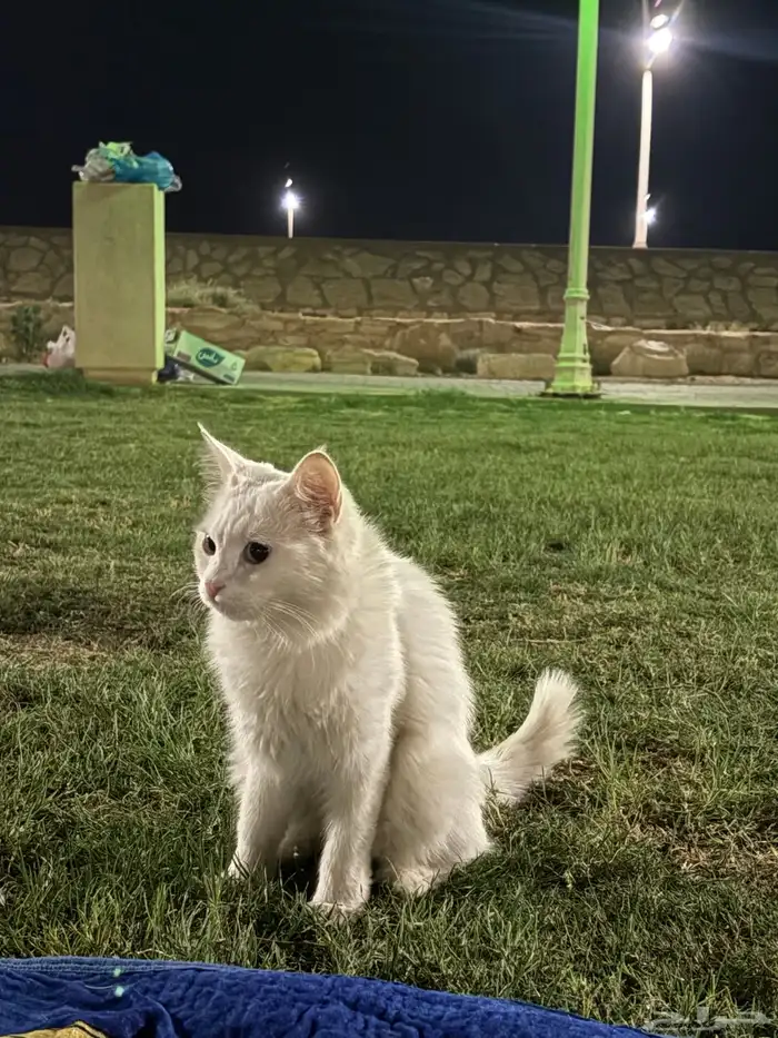 قطه تبني 1