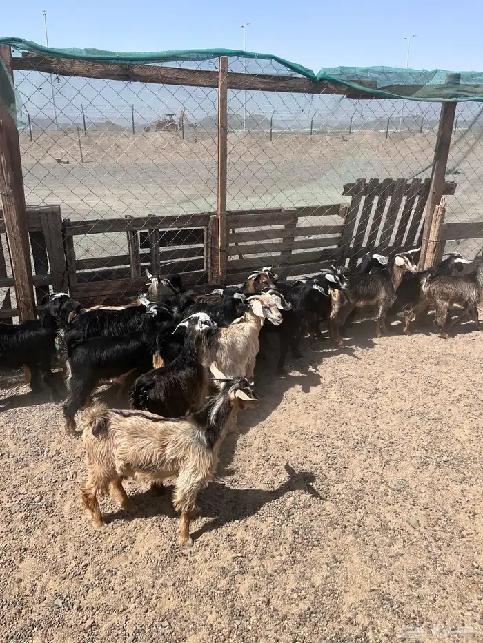 تيوس وجفار 8