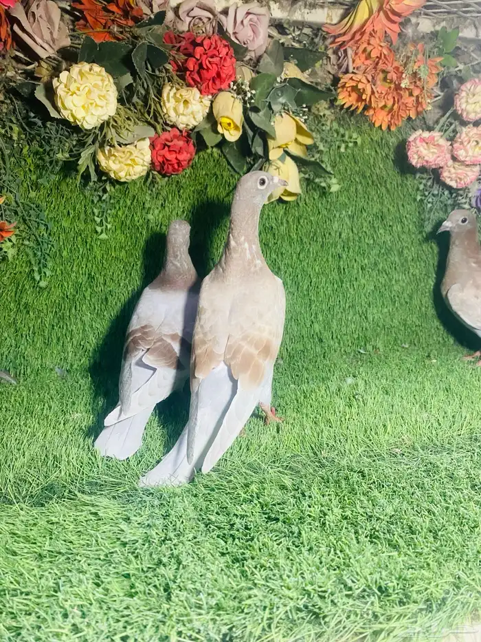 للبيع طبات زواجل 6