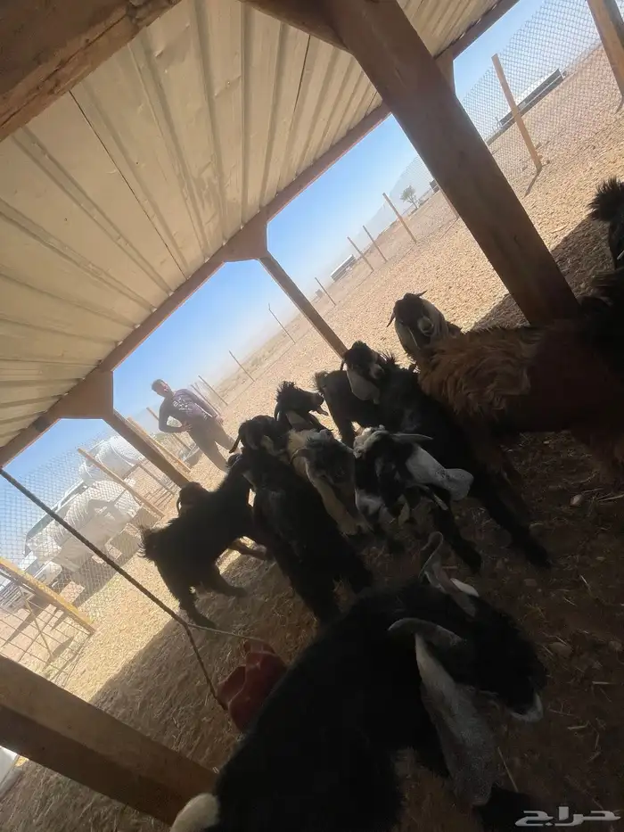 ذبايح نعيم - تيوس - حري 7