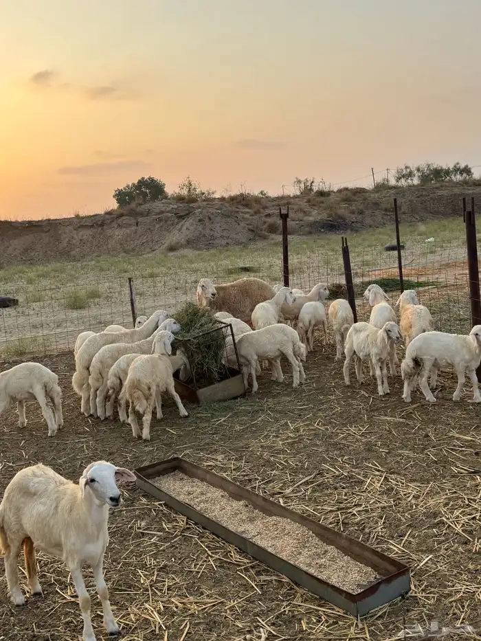 بهم تربيه حري 0