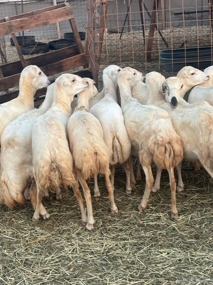 15 رخال رفيدي فاخره الحد 950 2