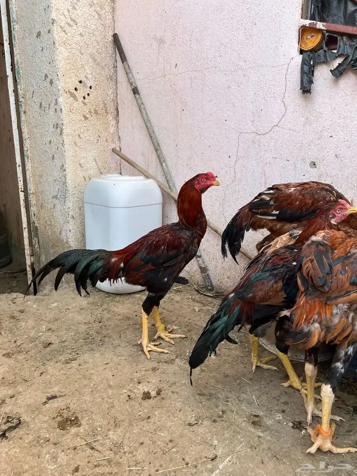 ديك بكستاني 15