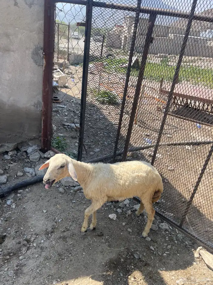 رخله. 0