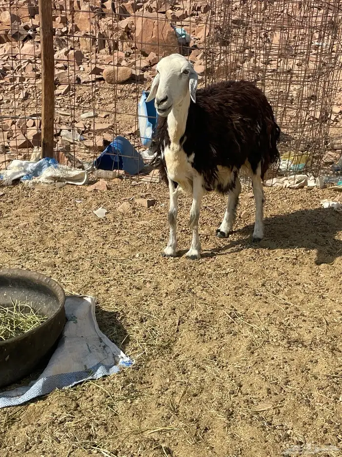 نعجه نجديه 1