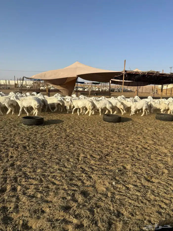 رخال حريات جذعات حرش 65 1