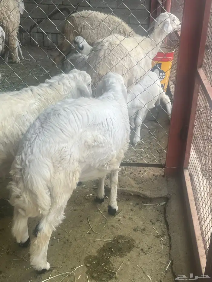 خروفين للبيع 2