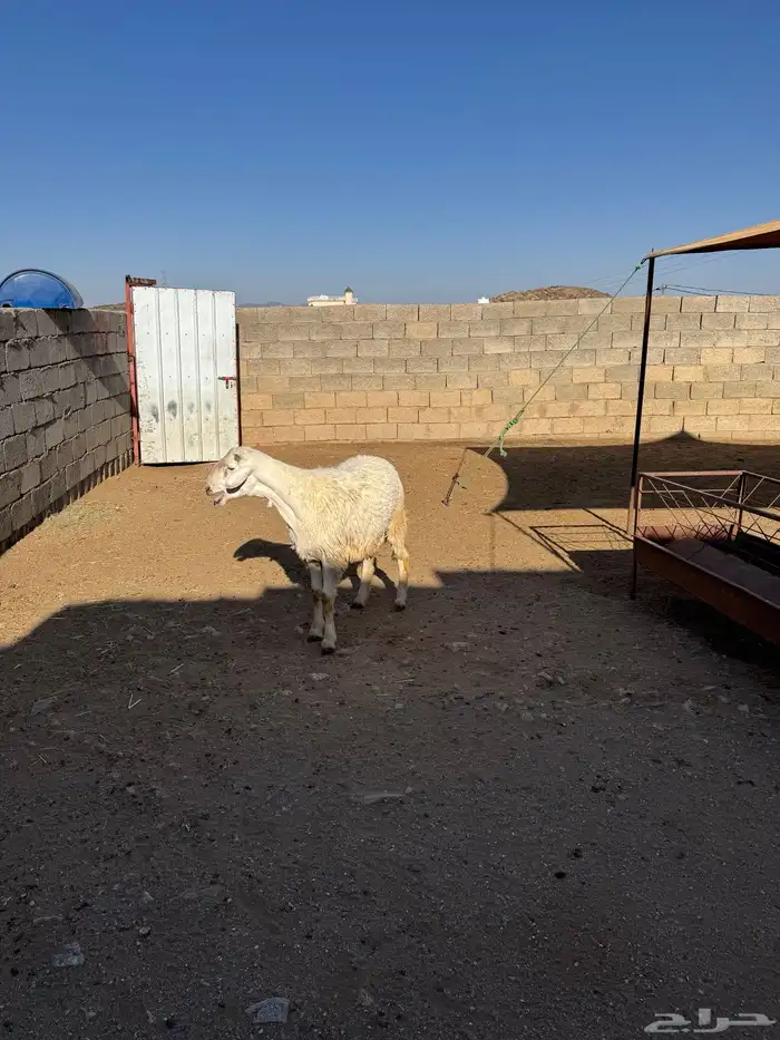 خروف للبيع 1