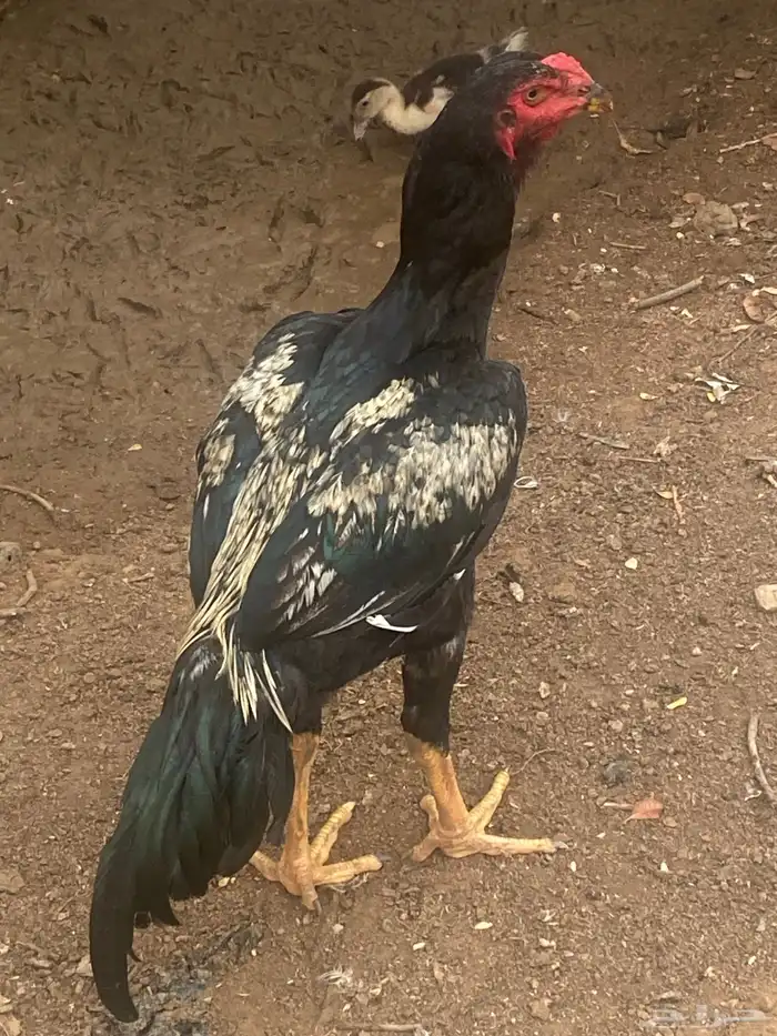 ديك سندي بيور بطل 3