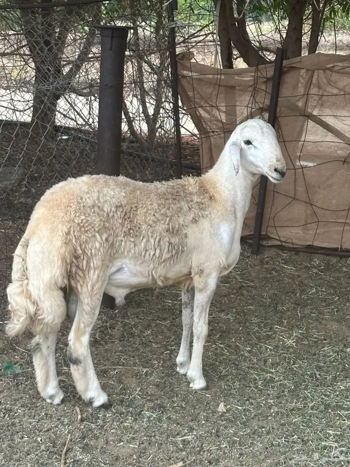 فحل حري مشروط 3