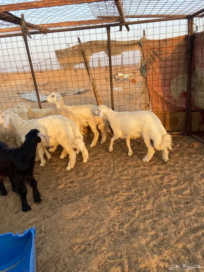 طليان ذبايح ضيوف وثلاجة مع ذبح وتوصيل. 3