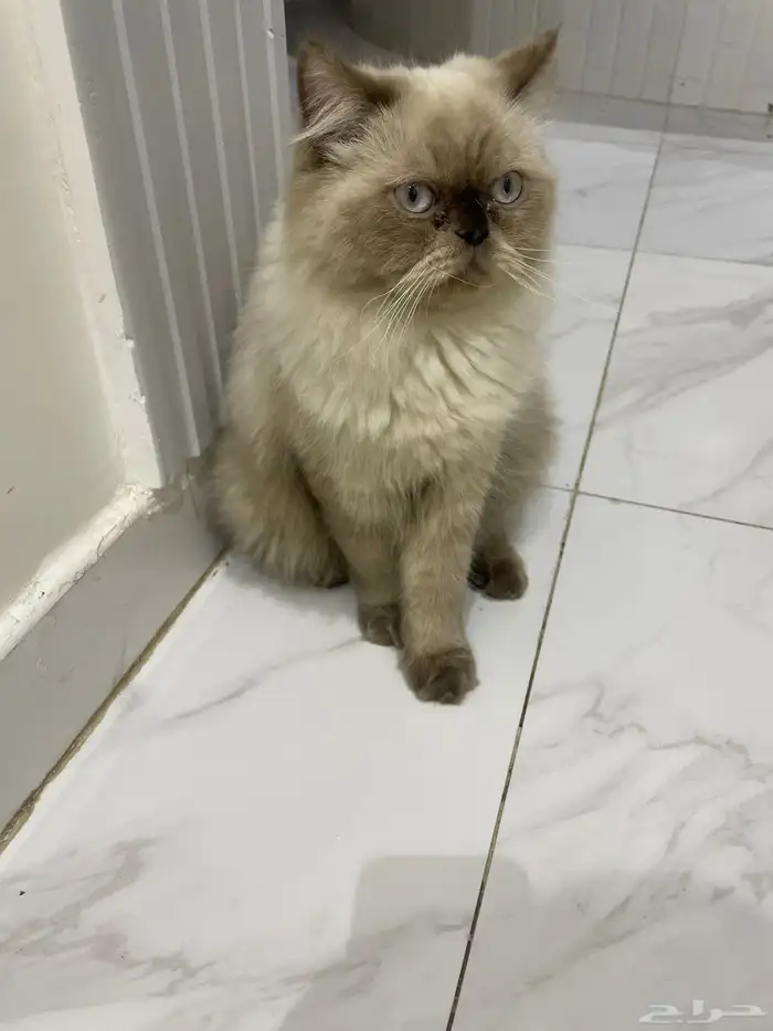 قط هملايا 0