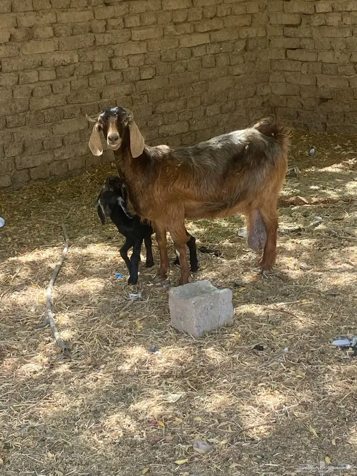 نعجه معها 2 وعنز معها 2 3