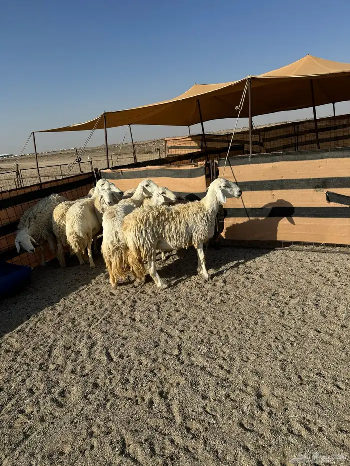 حريات صنف ومقاني 7