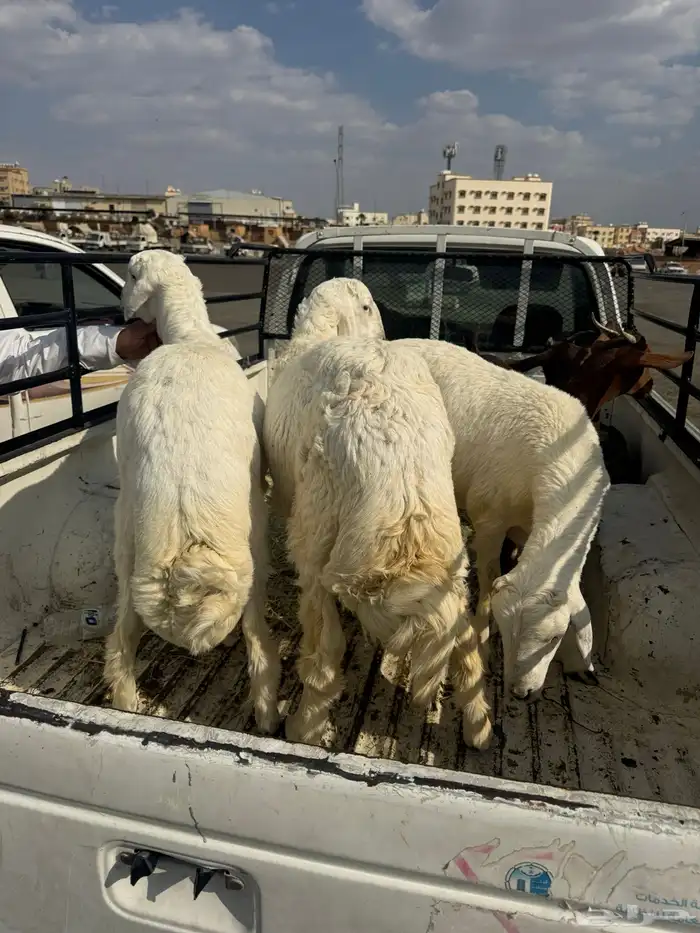 ثلاث طليان وعناقين كففو 1