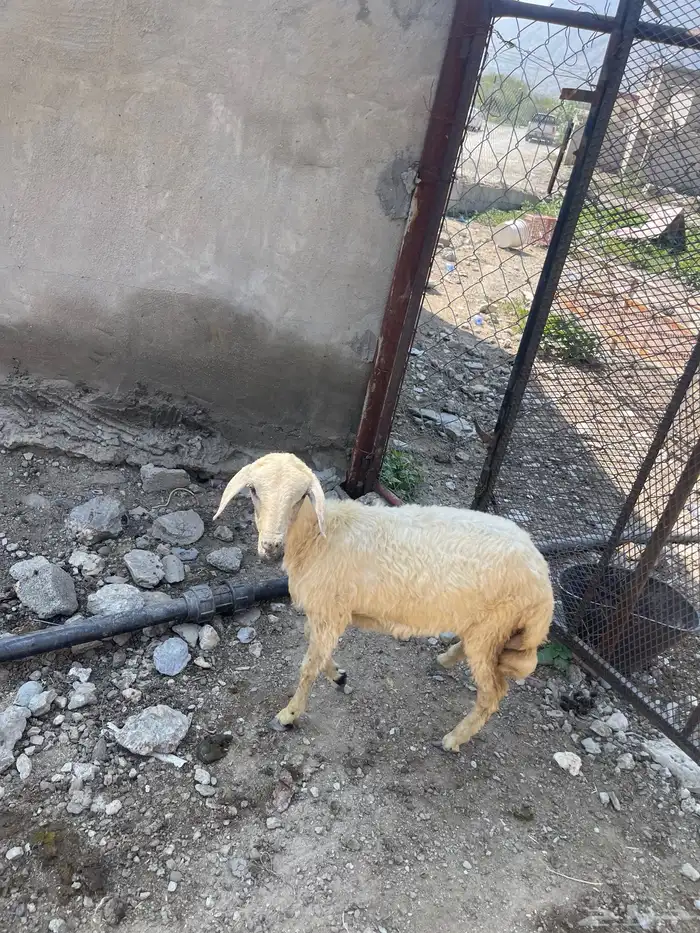 رخله. 2