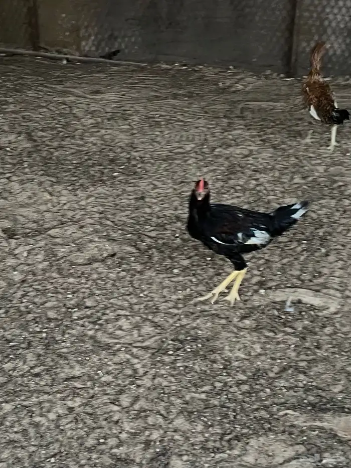 ديكه بلدي شباب 3