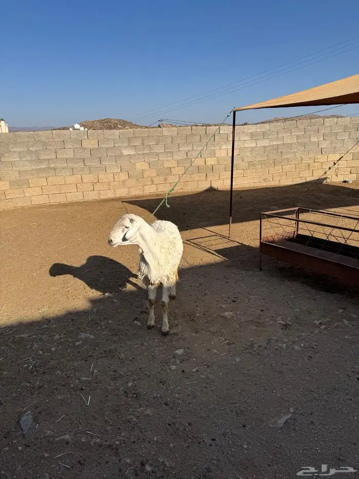 خروف للبيع 6