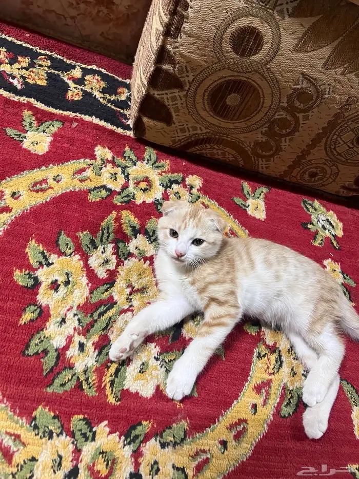 قطه للبيع سكوتش 2