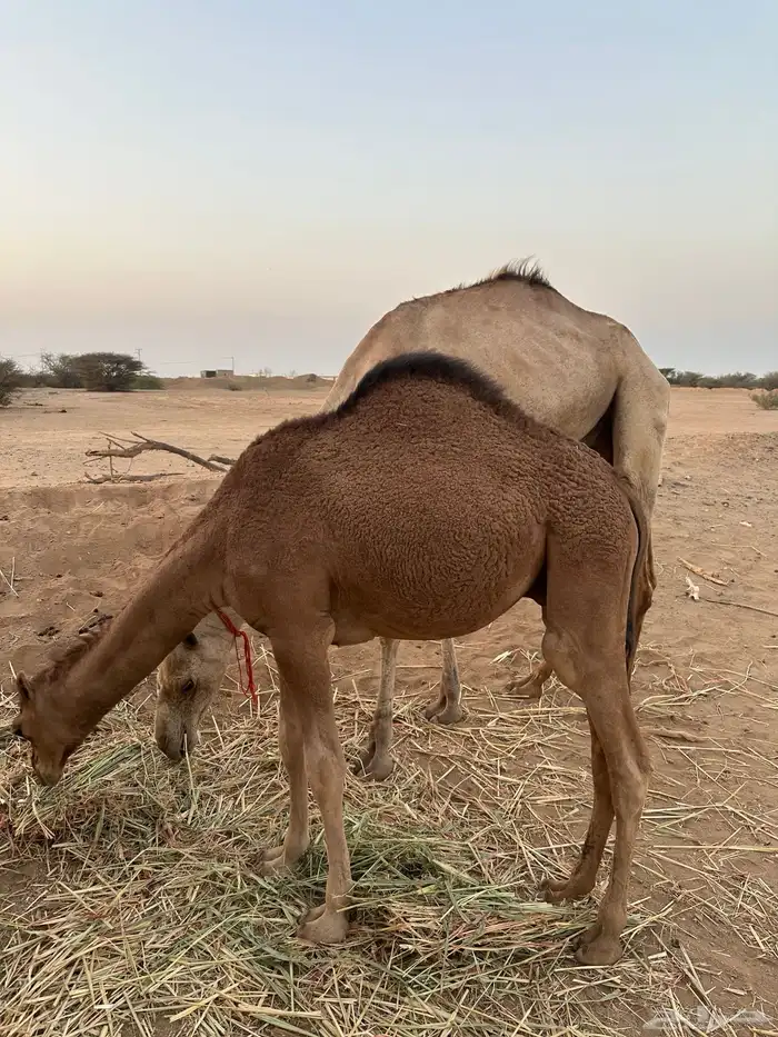 ثلاث حشو لحم للي عنده عرس ولا ملحمة أعمارها 10 شهور 17
