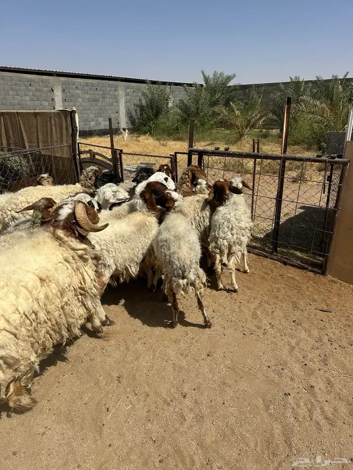 شياه نعيم 4