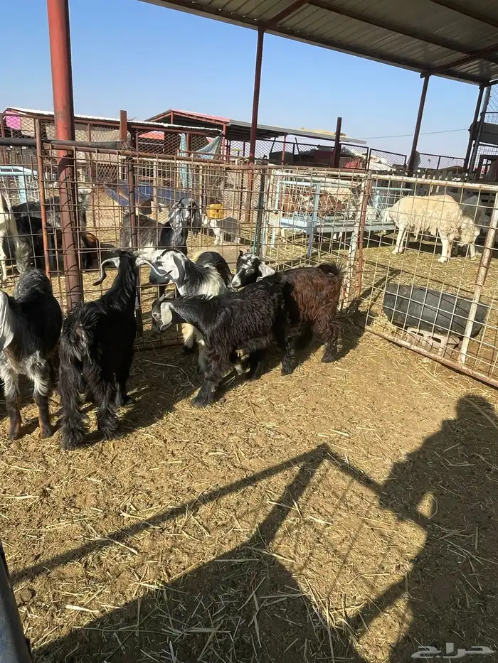 تيوس وجفرات 24