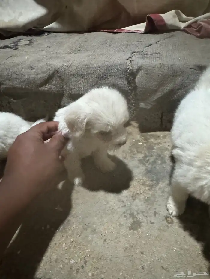 جرو مالتيز 1