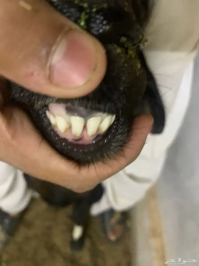 خروف ساكلي 3