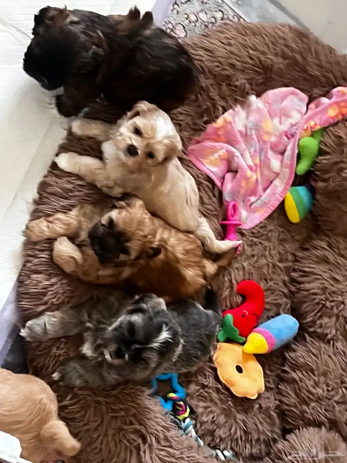 Shih tzu for adoption 4