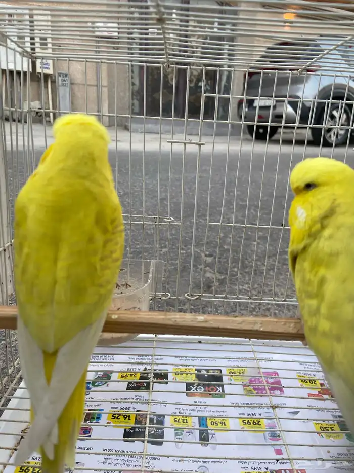 زوج اجليزي لاس ونج حجم فاخر 1