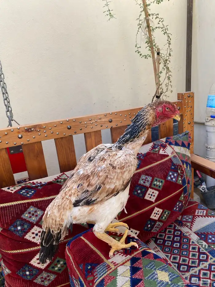 دجاجتين شامو مستوى تب 2