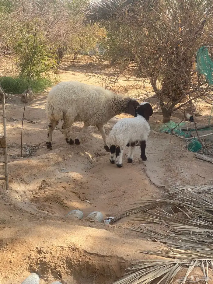 شاه نعيميه. معه. رخل 2