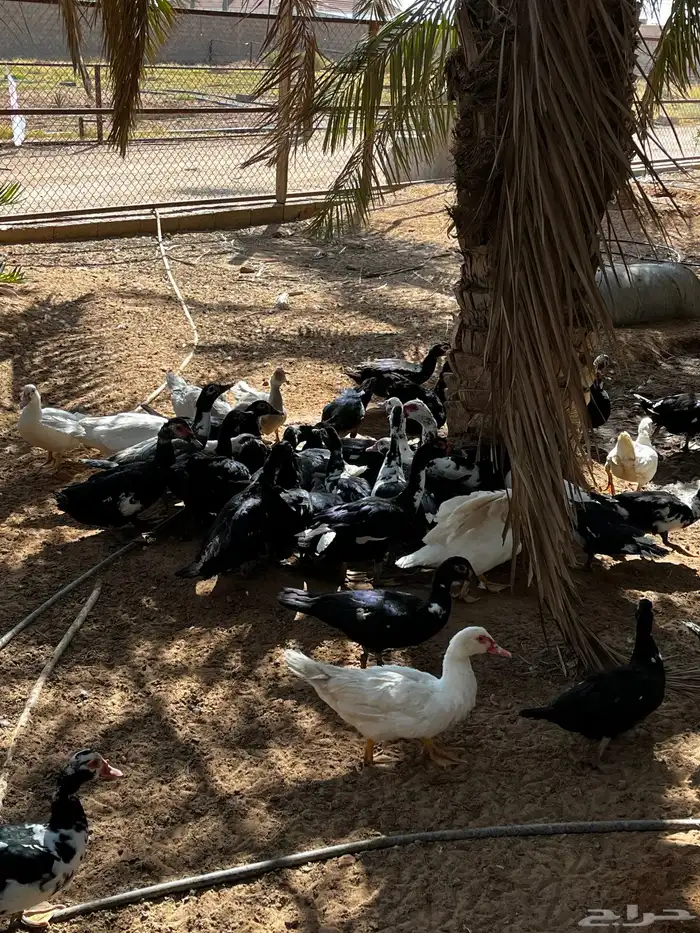 بط بح 1