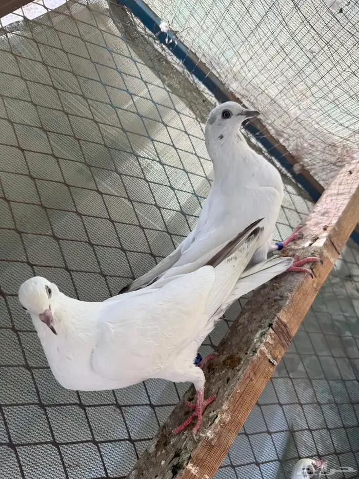 للبيع طبات الآب قولدن وألام وحشي 3
