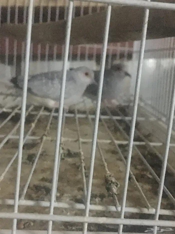 زوج قماري الماسي منتج شرط وزوج زيابرا منتج وعلى شرط 3