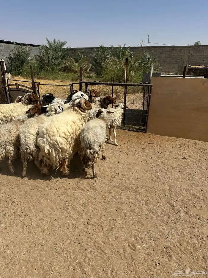 شياه نعيم 5
