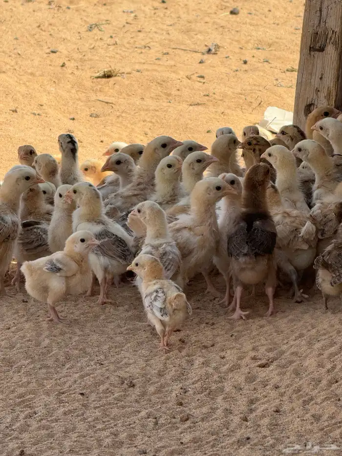صوص دجاج العمر شهر واقل الصحه جيده بري 3