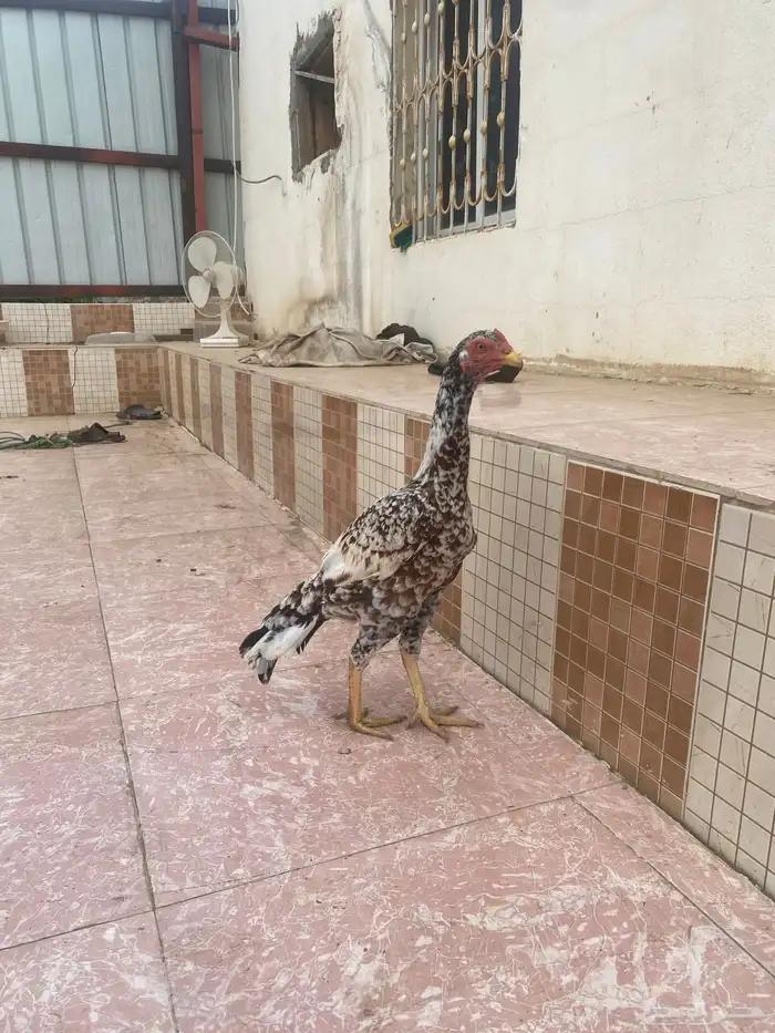 دجاج باكستاني سندي بيور 1
