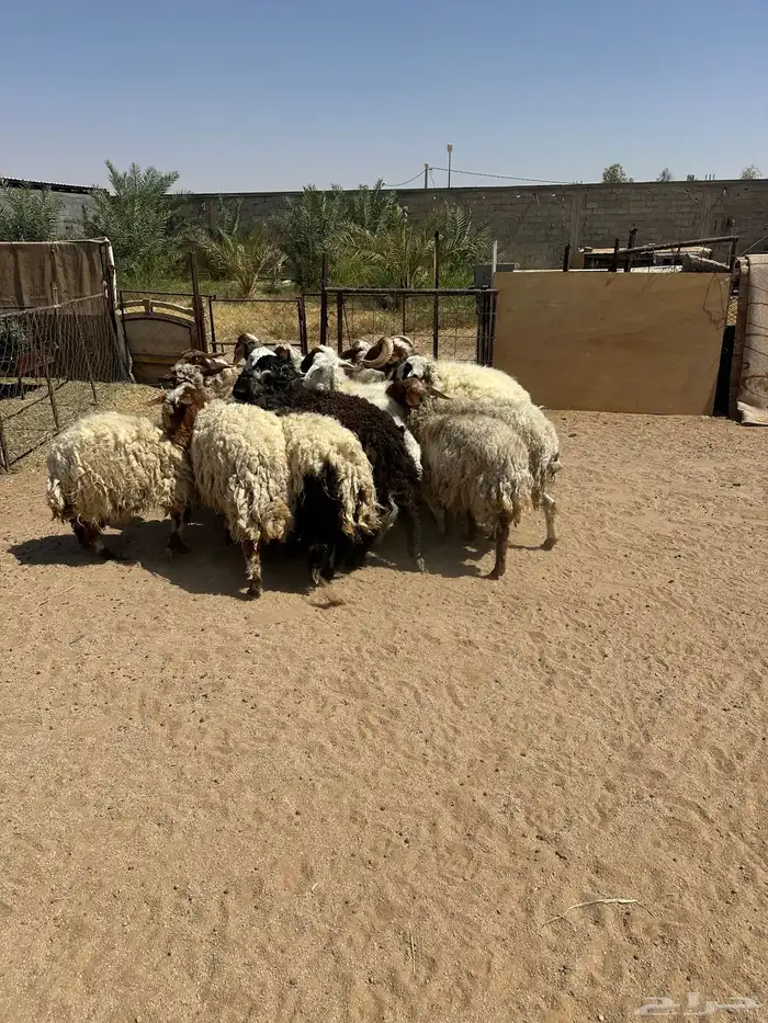 شياه نعيم 6