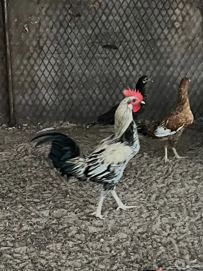 ديكه بلدي شباب 1