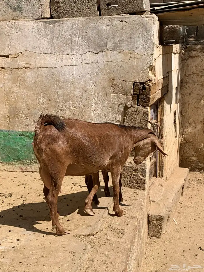 ثنتين معزا حص وعليها تيس وجفره وفحل عارضي 13