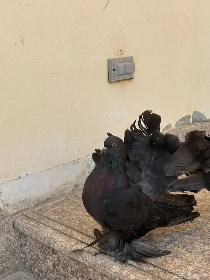 حمام شمسي 1