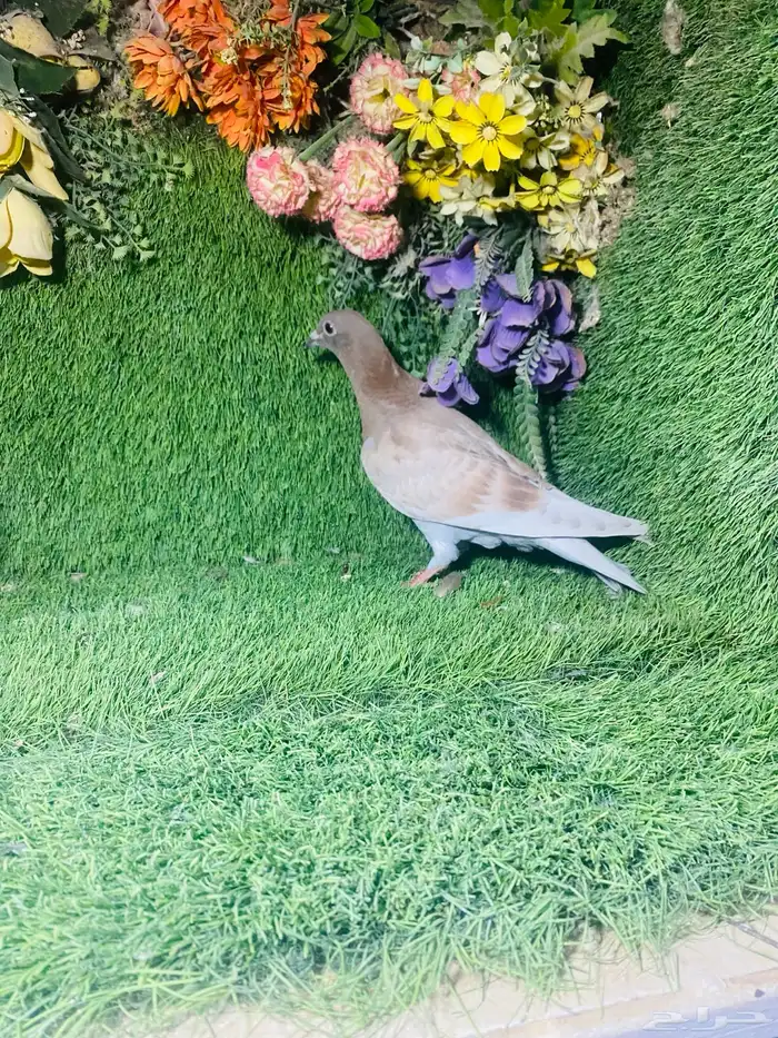 للبيع طبات زواجل 10