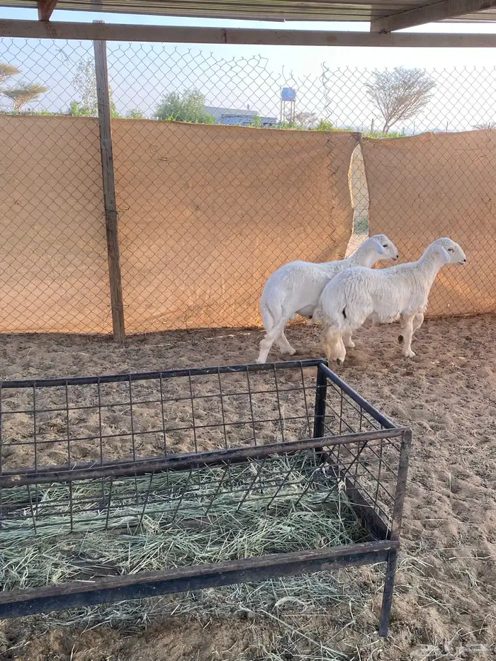 طليان ذبايح تم البيع 2