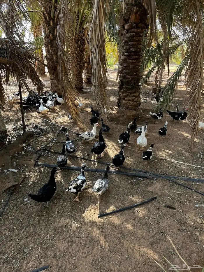 بط بح 3
