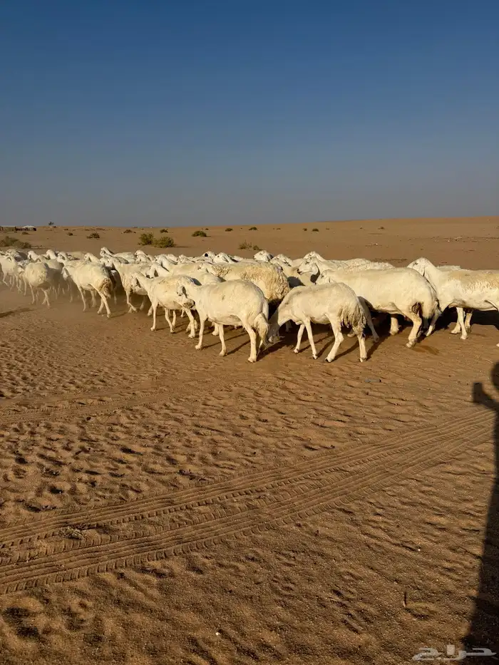 غنم حريات حرش مراح 50 راس بالفحل 4