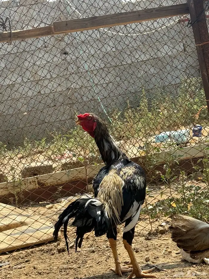 ديك ودجاجه 1